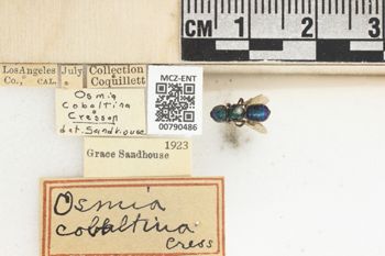 Media type: image;   Entomology 790486 Aspect: Labels